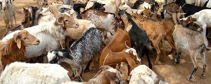 Créer un compte, mettez en ligne vos offres de vente et d'achat de BOVINS, OVINS, CAPRINS, VOLAILLE, ŒUFS,